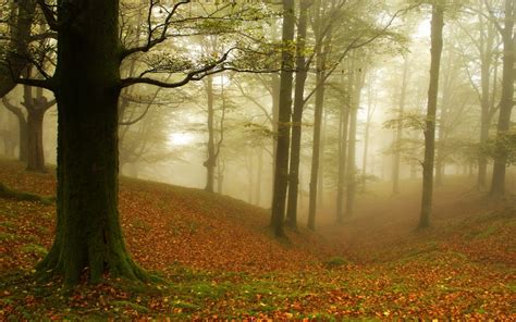 Autumn Fog Wallpaper