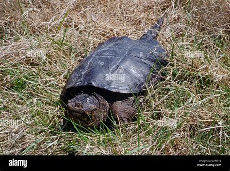 Snapping Turtle Beak Hi Res Stock Photography And Images Alamy