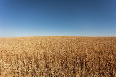 Golden Wheat Field And Blue Sky Photograph By Photographed By Dan