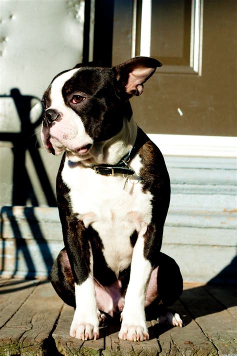 F Yeah Boston Terriers Photo