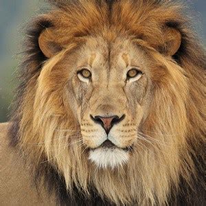 Pies were sold on stalls outside factories. Top 15 Lion Facts - Types, Diet, Habitat & More | Facts.net