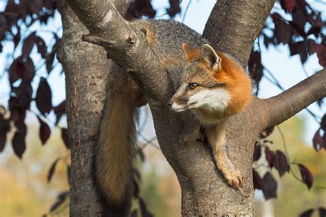 Agile Red Fox Climbed In A Tree Animals Grey Fox Fox