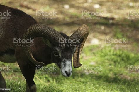 Male Moufflon Ovis Orientalis Musimon Mouflon Sheep Stock Photo