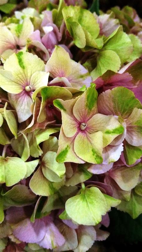 Submerging cut flower heads will prevent wilting and help them look better longer. So I Have a Hydrangea Obsession. No Big Deal — Right ...