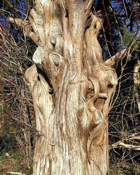Gnarly Old Tree Trunk By Bill Swartwout