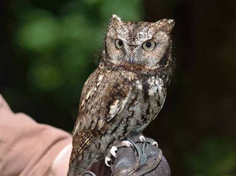 Raptor Rehab Usa