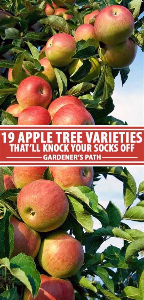 19 Best Apple Tree Varieties With A Guide To Flowering Groups