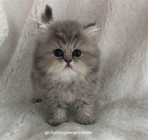 Teacup Persian Cat For Sale