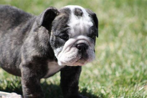 For those wanting the very. PRICE REDUCED**AKC ENGLISH BULLDOG PUPPIES, 2 GIRLS, BLACK ...