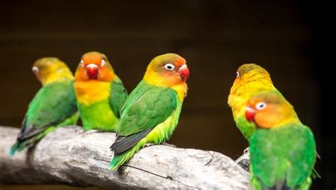 Pájaros Toda La Información Sobre Las Aves Más Curiosas
