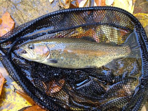 Trout fishing wissahickon creek philadelphia. Nice rainbow trout caught in fall at Pennypack Park in ...