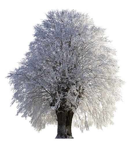 Tree Full Of Snow Transparent Png Stickpng