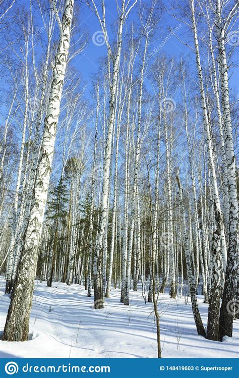 Sunny Day In Winter Birch Trees Forest Stock Image Image Of Scenery