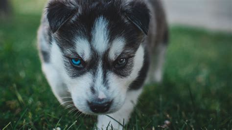 Другие видео об этой игре. Download wallpaper 1920x1080 puppy, husky, dog, cute, heterochromia full hd, hdtv, fhd, 1080p hd ...