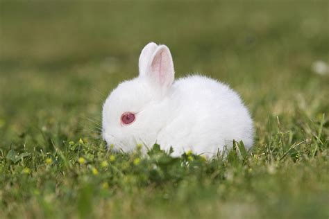 White Polish Rabbit Photograph By M Watson Pixels