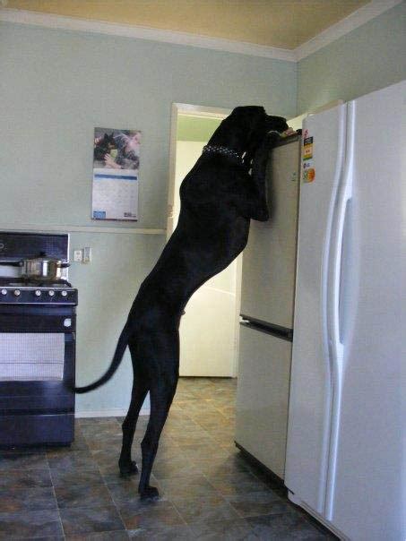 Giant George The Tallest Dog In The World Twistedsifter