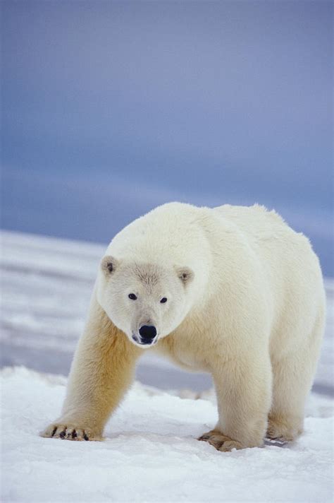 Adult Polar Bear On Ice Pack Beaufort Photograph By Steven Kazlowski