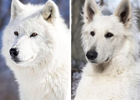 White German Shepherd Wolf Mix Puppy