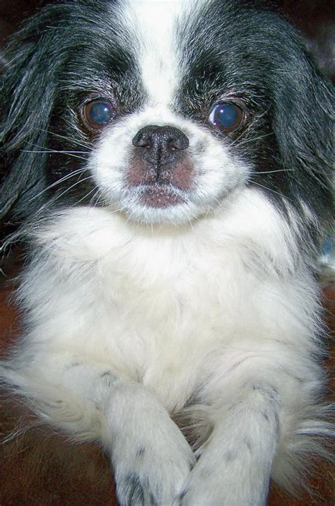 Chuweeildec14 Japanese Chin Care And Rescue Effort