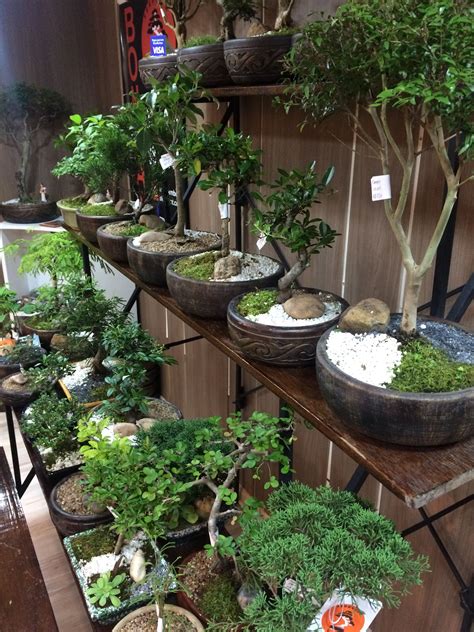 Herzlich willkommen im shop bei. Pin by Carmen Ungo on Bonsai ️ | Bonsai