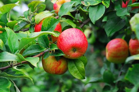 Reasons Your Apple Tree Has Brown Leaves Horticulture Co Uk