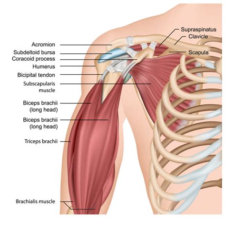 Median nerve (anterior interosseous branch). Long Head Biceps Tendonitis Exercises - Full Body Workout Blog