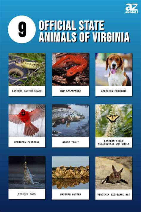 Discover The 9 Official State Animals Of Virginia A Z Animals