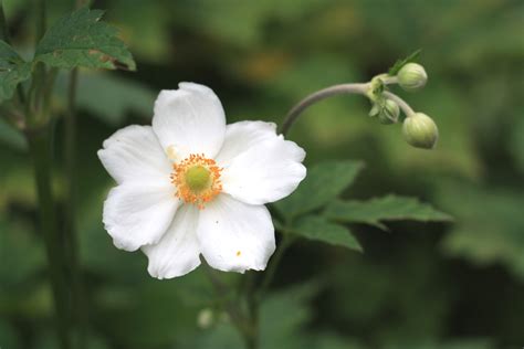 The northern hemisphere experiences summer during june. Late summer flowers - the elegant anemone - Growing Nicely