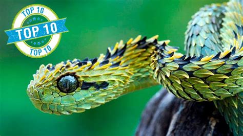 Top 10 Most Beautiful Snakes In The World Forever Facts Youtube