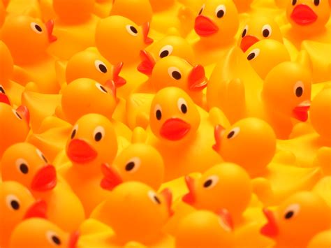 Filerubber Duckies So Many Ducks