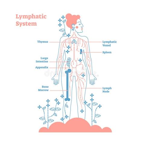 Lymphatic System Stock Illustrations 2668 Lymphatic System Stock
