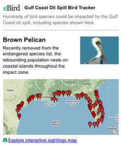 Gulf Coast Oil Spill Help Survey Birds At Risk SciStarter Blog