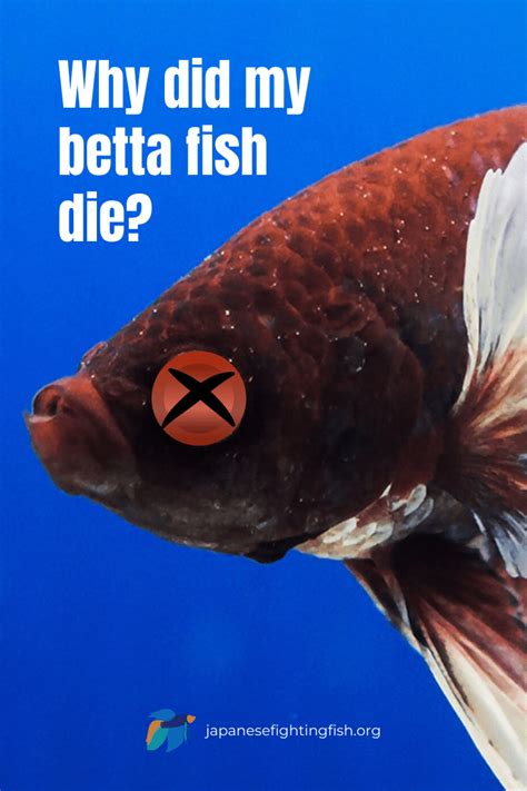 However, i can do optional . Dead Betta Fish | Why did my betta fish die?