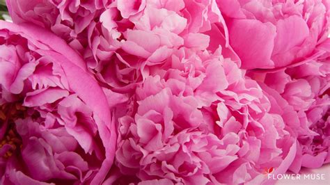 Light Pink Peonies Bouquet Wallpapers Wallpaper Cave