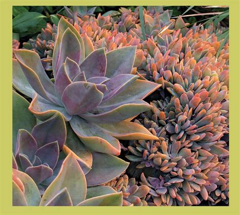 Maybe you would like to learn more about one of these? Graptoveria 'Crested Form' (syn. 'Fred Ives Crested ...