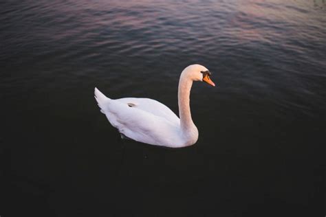 Shippers will merely unload the rack onto parking lot at your location they not move inside building. Beautiful Free Stock Photos - NegativeSpace