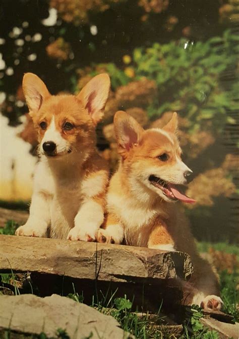 Cardigan welsh corgi puppies, fort worth, texas. Pembroke Corgi Puppies | Corgi, Corgi pembroke, Pembroke