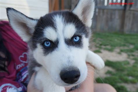 Why You Should Micro Chip Your Husky Puppy Siberian Husky Puppies For