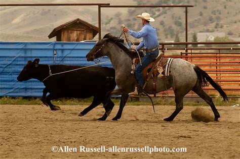 Wild Cow Milking Event At Ranch Rodeo In Wilsall Montana Allen Russell Photography