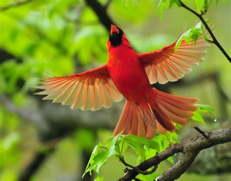 Red Cardinal In Flight Cardinals For My Angel Pinterest