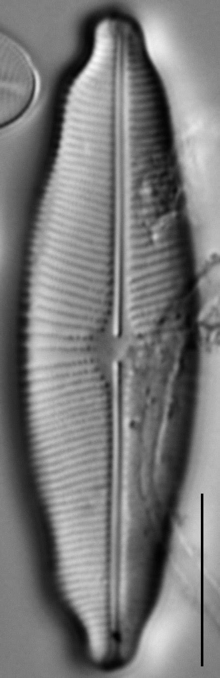 Image 2014 Rhtegra100x07 Species Diatoms Of North America