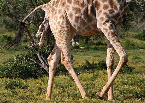How Do Giraffes Reproduce Facts About Giraffe Reproduction