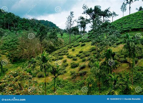 Landscape Of Lush Organic Green Tea Plantation On Hills During Monsoon