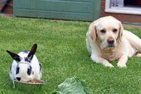 Dog Eating A Rabbit Do Dogs Eat Rabbits 5 Menacing Symptoms