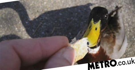 What Should You Feed Ducks Can They Eat Bread Metro News