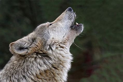 See cute wolf stock video clips. Image result for howling wolf | Animals, Wolf howling, Wolf