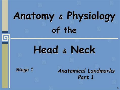 Ppt Anatomy And Physiology Of The Head And Neck Powerpoint Presentation