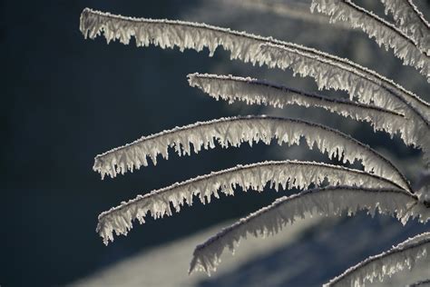 Free Images Sky Frost Bush Close Up Iced Branches Hoarfrost