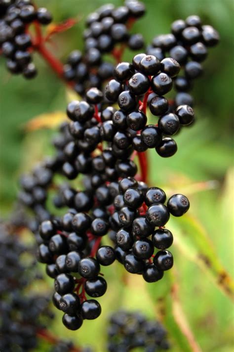 With its deep red stems,. Elderberry | Direct Native Plants - MD, DE, PA, VA