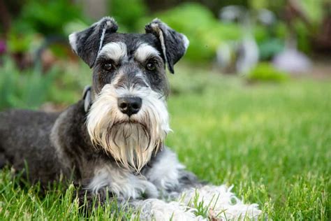 Miniature Schnauzer Ultimate Guide Pictures Characteristics And Facts